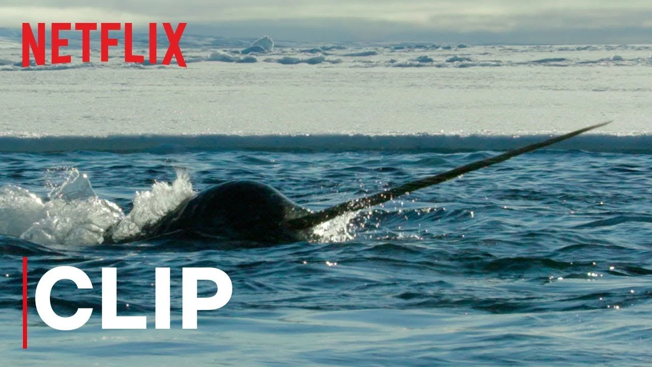 Our Planet | Narwhals | Clip | Netflix